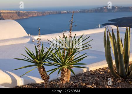 Nahaufnahme von Kakteen und Aloen, die in einem Blumenbeet in Santorin wachsen. Stockfoto