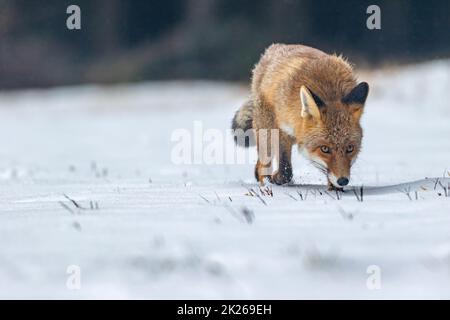 Rotfuchs (Vulpes vulpes) läuft im Schnee. Stockfoto