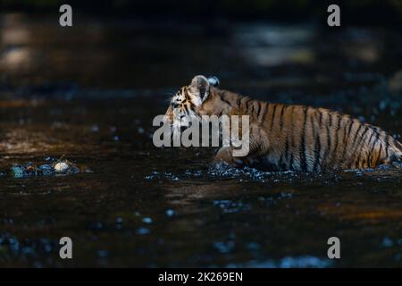 Bengalisches Tigerjunges posiert im Wasser. Seitenansicht. Stockfoto