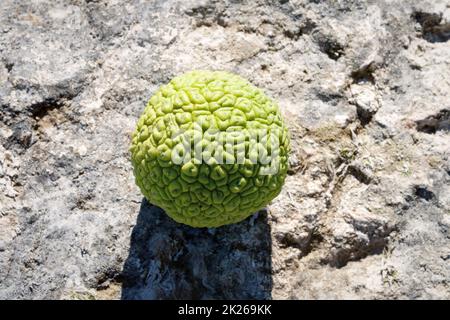 Adams Apfel am Meer. Stockfoto