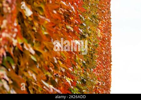 Rot, Braun und Gelb gefärbte Efeu wächst an der Wand Detail, weißen Himmel in der Ferne. Abstrakt Herbst Hintergrund. Stockfoto