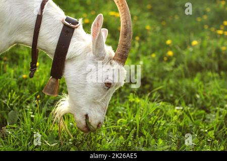 Ziege weiden auf grünem Gras, Wiese mit Löwenzahn im Hintergrund. Close-up-to-head mit Hörnern und Bart. Stockfoto