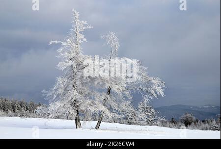 Kahler-Asten-Berg mit verschneiten Bäumen Stockfoto