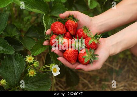 Frau Hand, die eine handvoll frisch gepflückte Erdbeeren, Blätter und Blüten im Hintergrund. Selbst die Ernte Erdbeere Bauernhof Feld. Stockfoto