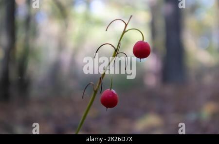 Lilie des Talbusches mit reifen orangefarbenen roten Früchten im Wald. Im Herbst sonniger natürlicher Hintergrund mit roten Beeren. Orangenfrucht von Lilien des Tals auf einem grünen Stiel im Wald. Stockfoto