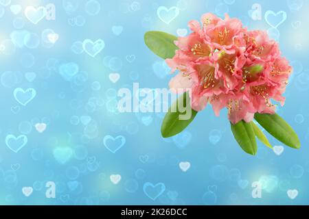 „Happy Valentine“- oder „Mothers Day“-Kartenvorlage. 3D Abbildung eines hellrosa Blumenrhododendrons, azalee auf abstraktem blauem Hintergrund mit Herzen. Platz für Textdesign. Stockfoto