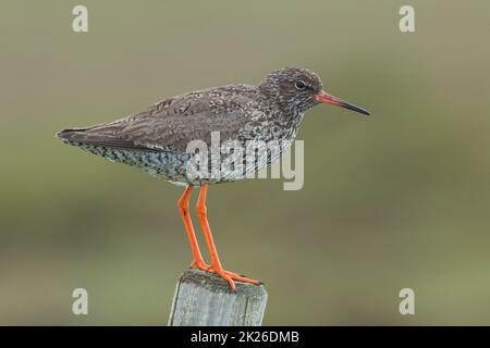 Gemeiner Rotschenkel, Tringa totanus, mit verschwommenem Hintergrund. Stockfoto