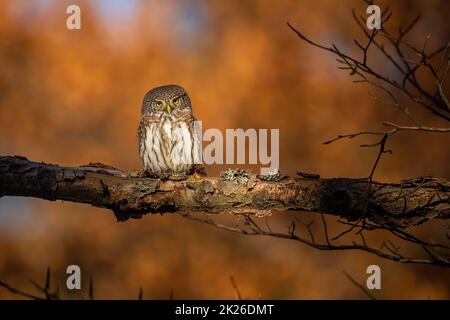 Eurasische Zwergeule, die bei Sonnenuntergang auf einem Ast im Herbstwald sitzt Stockfoto