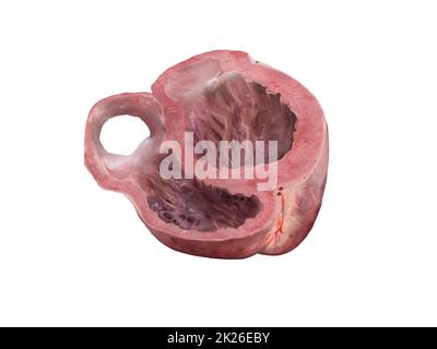 Herzanatomie-Querschnittsteile. Studienausbildung medizinisches Schema Diagramm linker und rechter Ventrikel, Herzventrikel, 3D-Rendering, Illustration, isoliert auf weißem Hintergrund. Stockfoto