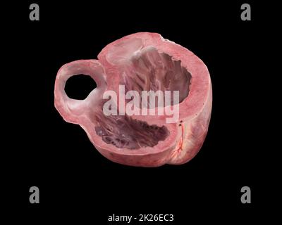 Herzanatomie-Querschnittsteile. Studienausbildung medizinisches Schema Diagramm linker und rechter Ventrikel, Herzventrikel, 3D-Rendering, Illustration, isoliert auf schwarzem Hintergrund. Stockfoto