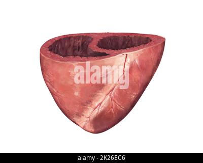 Menschliches Herz, Querschnitt, linker und rechter Ventrikel, Herzkammern, 3D-Rendering Stockfoto