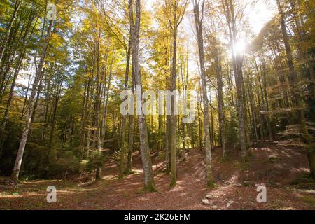 Cansiglio Wald Herbstansicht. Naturlandschaft Stockfoto