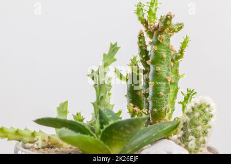 Saftige Pflanzen in einer Glasvase. Stockfoto