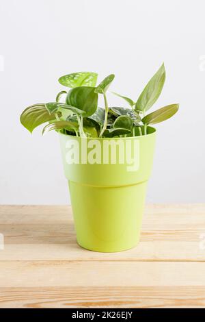 Scindapsus-pictus-Pflanze im Blumentopf auf Holztisch Stockfoto