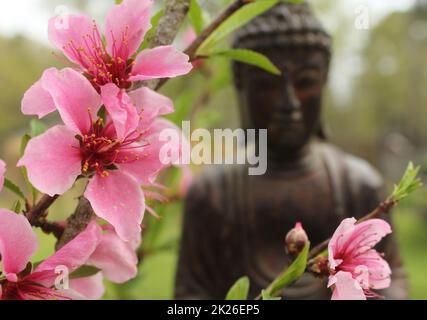 Pinkfarbene Pfirsichblüten mit Buddha-Statue im Hintergrund Stockfoto