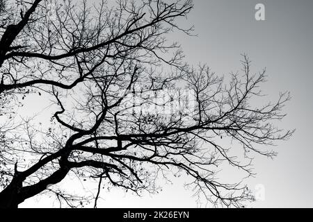 Silhouette toter Baum und Zweige am grauen Himmel. Hintergrund für friedlichen Tod, einsam, traurig, hoffnungslos, ruhig, Und Verzweiflung. Die Natur ist traurig. Tod und trauriger emotionaler Hintergrund. Depressive Stimmungskonzepte. Stockfoto