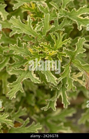 Natürlich strukturierte und gemusterter Pelargonium ‘Lady Plymouth’ Blätter Stockfoto