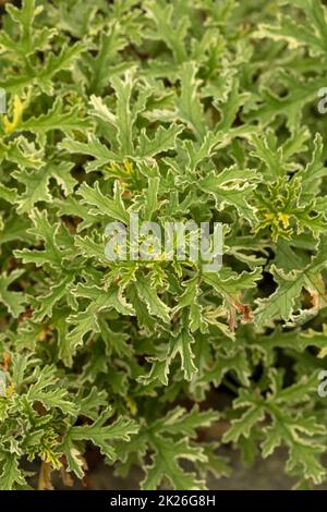 Natürlich strukturierte und gemusterter Pelargonium ‘Lady Plymouth’ Blätter Stockfoto