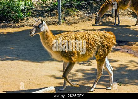 Lama im Zoo. Stockfoto