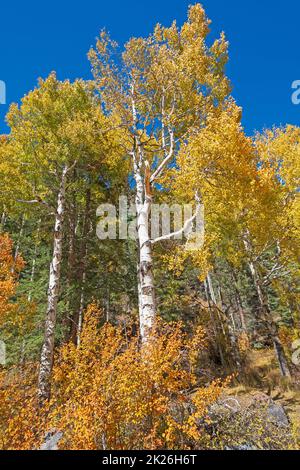 Dramatische gelbe Blätter auf einem Aspen im Herbst in der Nähe von Pagosa Springs, Colorado Stockfoto