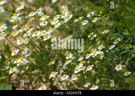 Kamillenblüten - Nahaufnahme Stockfoto