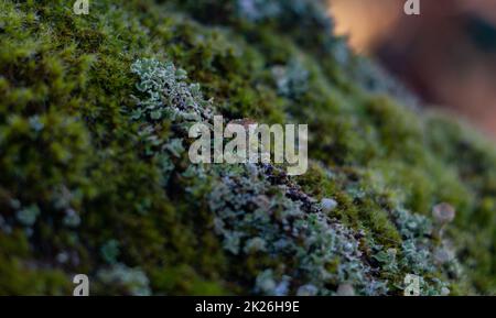 Moss Nahaufnahme Stockfoto