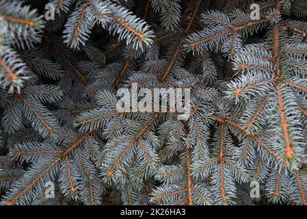 Blaue Fichte. Nadeln und Zweige der blauen Fichte Nahaufnahme. Textur Stockfoto