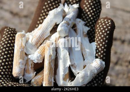 Holzdübel für den Pilzanbau Stockfoto