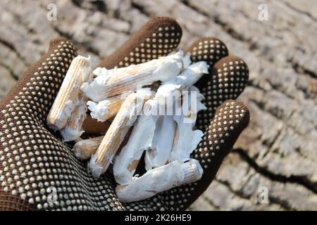 Holzdübel für den Pilzanbau Stockfoto