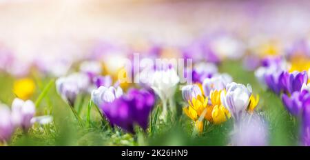 Nahaufnahme Panoramablick auf die Frühlingsblumen im Park Stockfoto