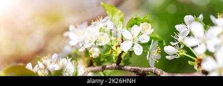 Verschwommener Kirschbaum schöner Hintergrund in Blüte Stockfoto