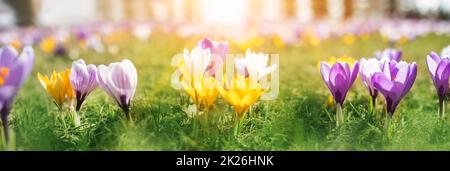 Nahaufnahme Panoramablick auf die Frühlingsblumen im Park Stockfoto