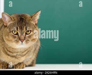 Porträt einer erwachsenen, geraden schottischen grauen Katze. Das Tier schaut in die Kamera Stockfoto