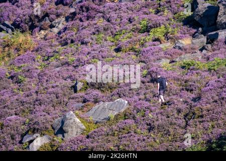 Person, die durch einen Heidemoorhang in voller violetter Blüte geht, Ilkley Moor, West Yorkshire, England, Großbritannien Stockfoto