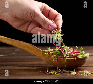 Frische Rüben sprießen in einem Holzlöffel auf dem Tisch und einer weiblichen Hand. Microgreen für Salat, Entgiftung Stockfoto