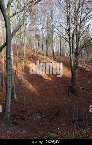 Silber - Beech Tree trunks gegen die trockenen Blätter Stockfoto