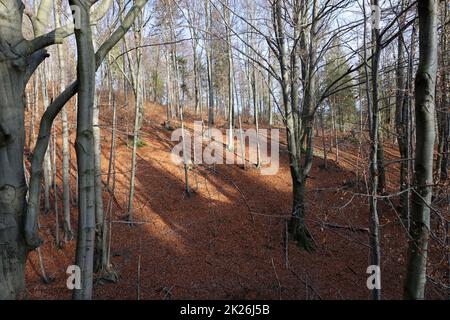 Silber - Beech Tree trunks gegen die trockenen Blätter Stockfoto