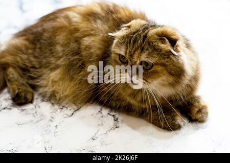 Wunderschöne Nahaufnahme einer goldenen Chinchilla-Katze mit langem Haar auf Marmorhintergrund Stockfoto