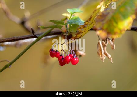 Rote Beeren auf einer Herbstblüte vor verschwommenem Hintergrund Stockfoto