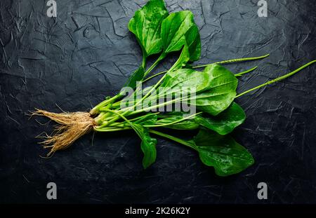 Plantain in der Kräutermedizin Stockfoto