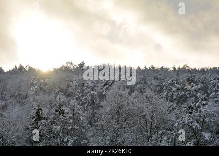 Früh morgens Sonne im Wald mit Schnee Stockfoto