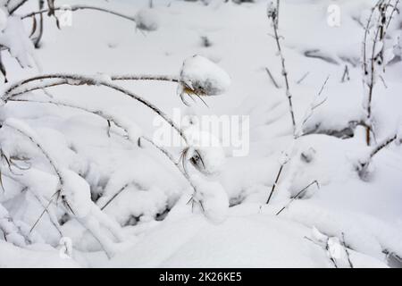 Wildes Teesel im Winter mit Schnee Stockfoto