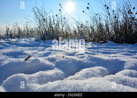 Viel Schnee mit hohem Gras und Sonne Stockfoto