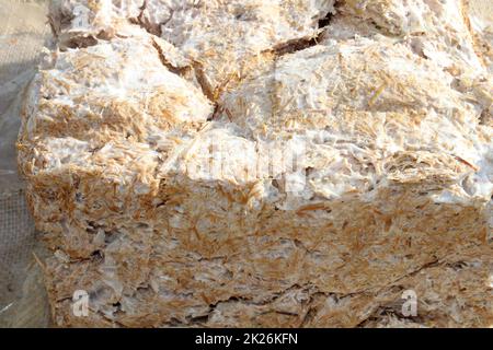 Pilzsubstrat an einem sonnigen Tag Stockfoto
