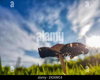 Ein kleiner Pilz an einem schönen sonnigen Tag Stockfoto