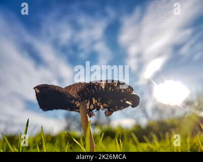 Ein kleiner Pilz an einem schönen sonnigen Tag Stockfoto