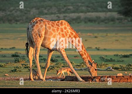Giraffen und Schakale mit schwarzem Rücken an einem Wasserloch Stockfoto