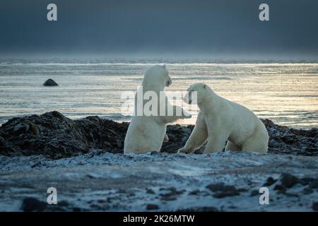 Zwei hinterleuchtete Eisbären spielen am Ufer Stockfoto