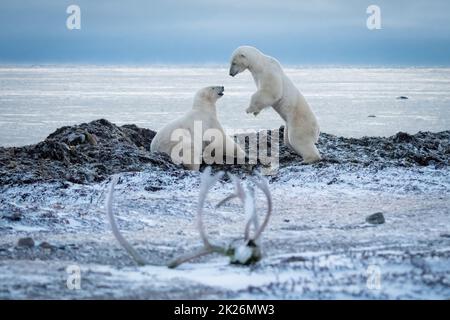 Zwei Eisbären spielen an felsiger Küste Stockfoto