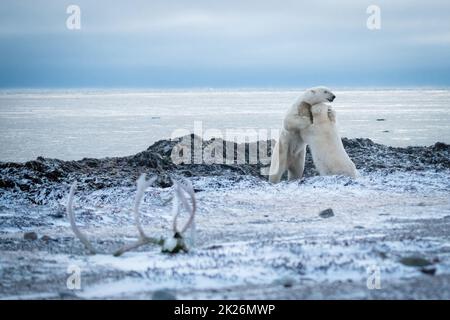 Zwei Eisbären ringen am felsigen Ufer Stockfoto